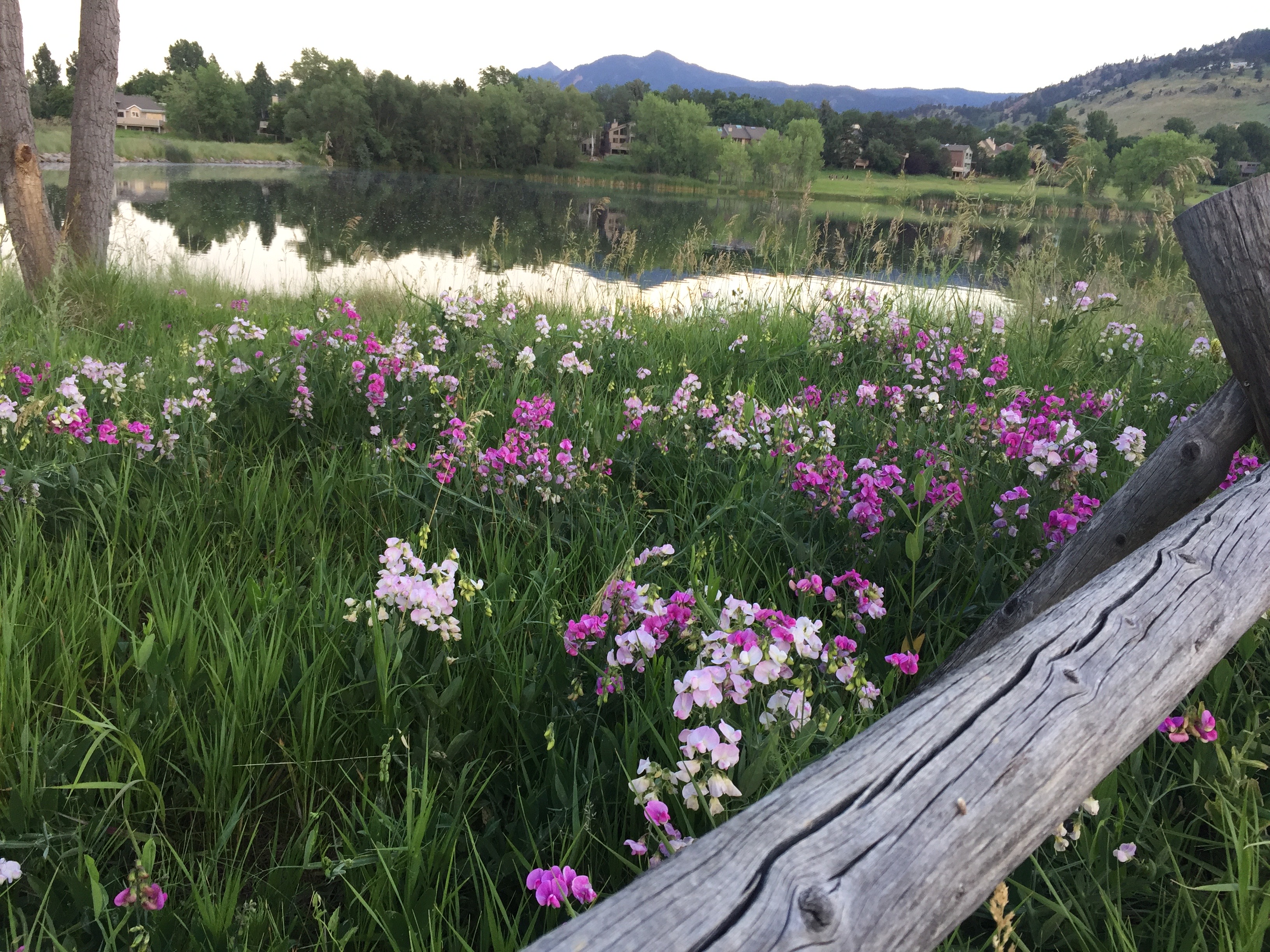 Springtime in Boulder, 2018